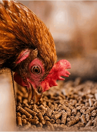 animal feed pellet in home page