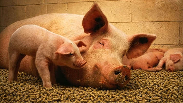 applications of alfalfa pellet mill for animal bedding