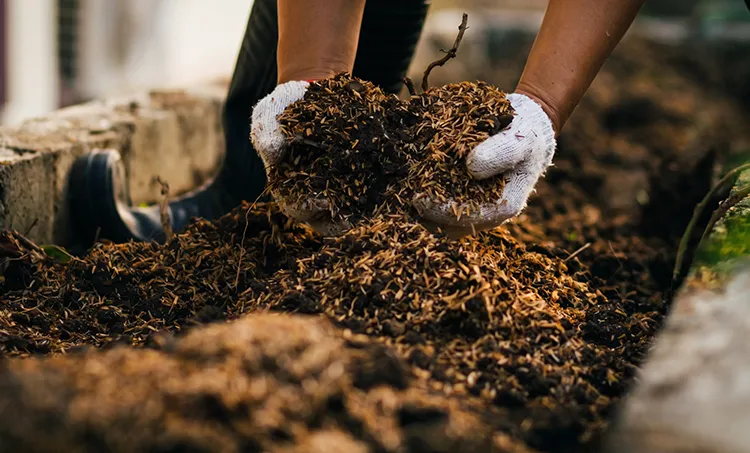 biomass pellet in Argentina case