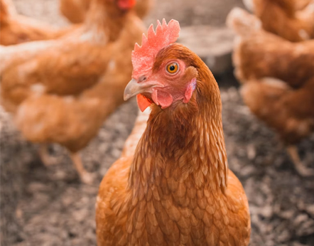 chicken and chicken feed pellet mill