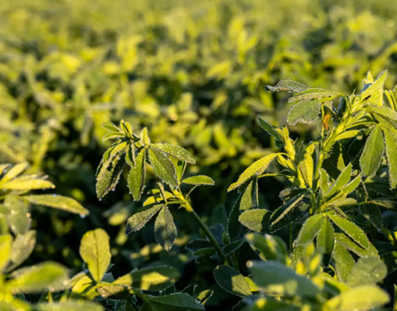 alfalfa raw material in brief introduction