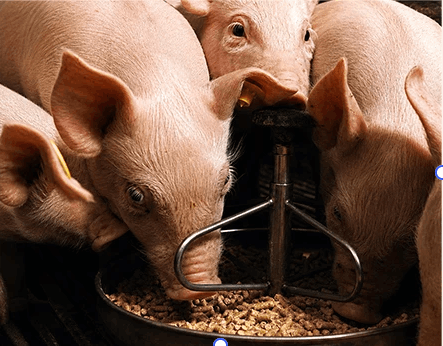 formed pig feed and pig feed pellet mill