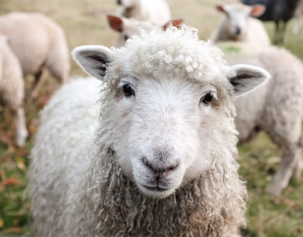 sheep feed pellet mill and sheep