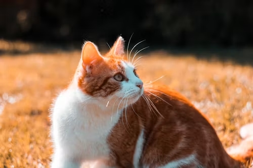cat and cat litter