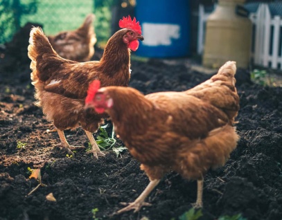 chicken and chicken manure
