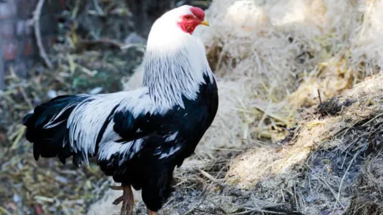 chicken manure