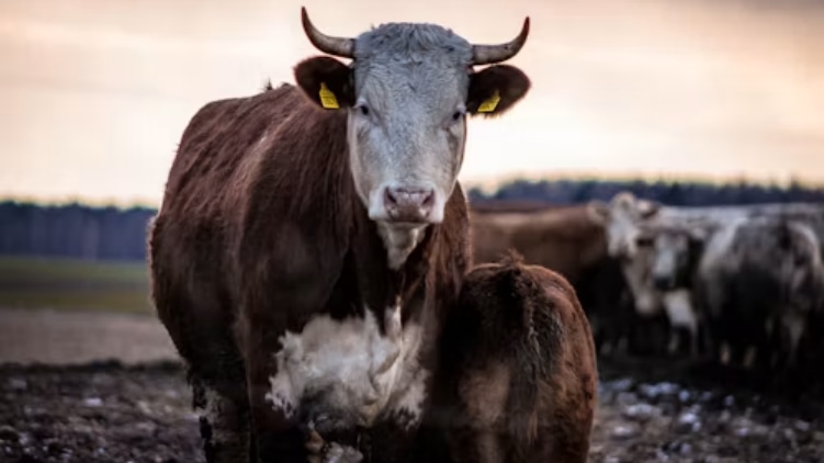 cow and cow dung