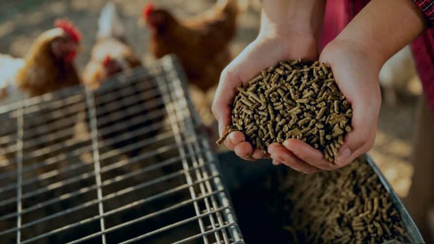 feed production line in about page
