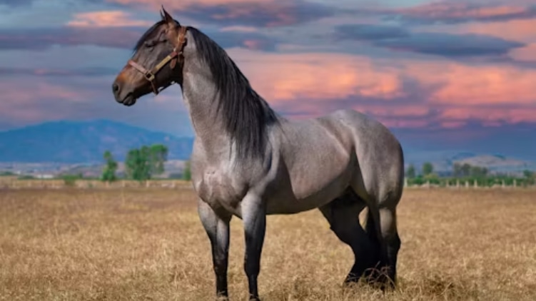 horse and horse manure