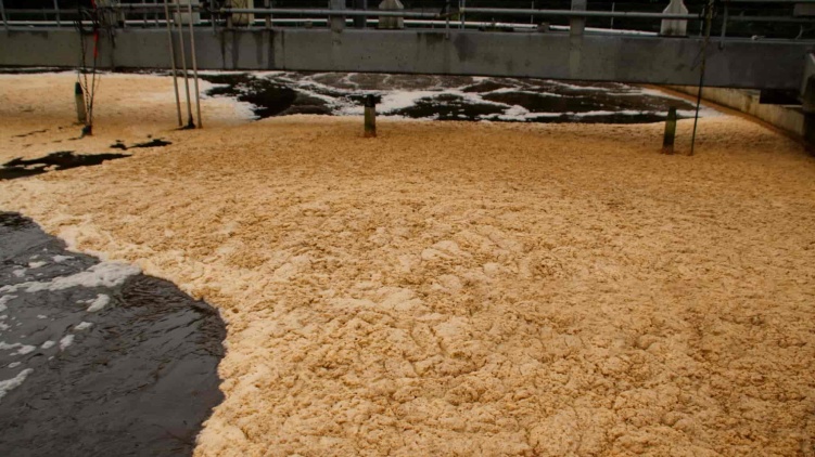 paper mill sludge