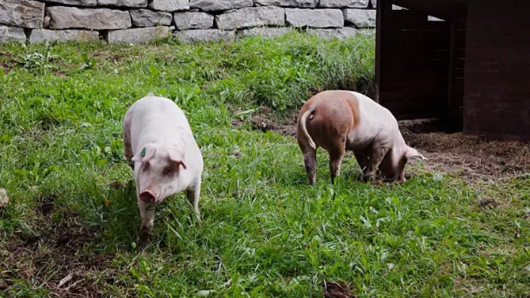 pig and pig manure